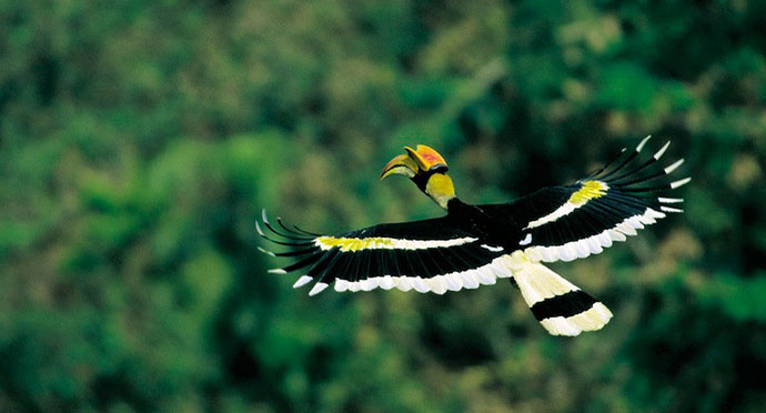 Wildlife Wing :: Directorate of Forests Govt. of West Bengal Wildlife Wing :: Directorate of Forests Govt. of West Bengal