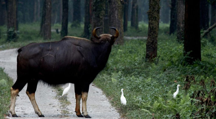 Wildlife Wing :: Directorate of Forests Govt. of West Bengal