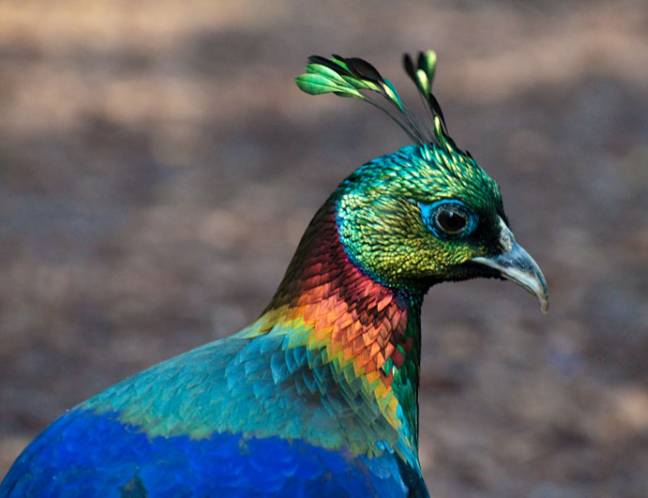 Wildlife Photo Gallery