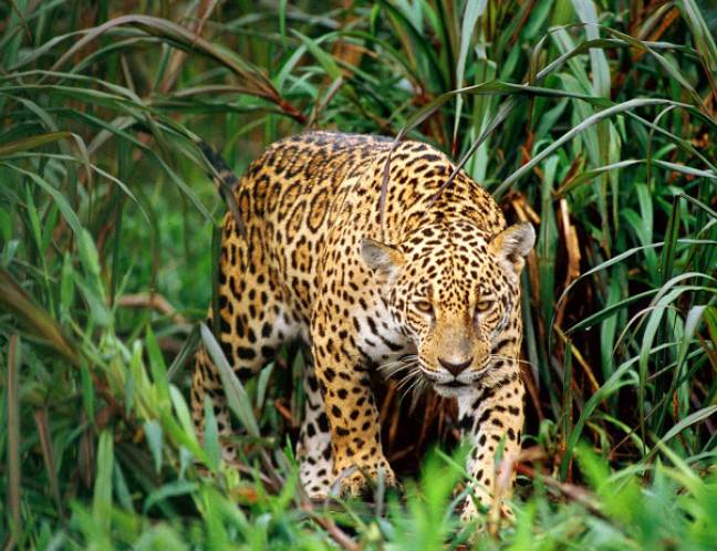 Wildlife Photo Gallery