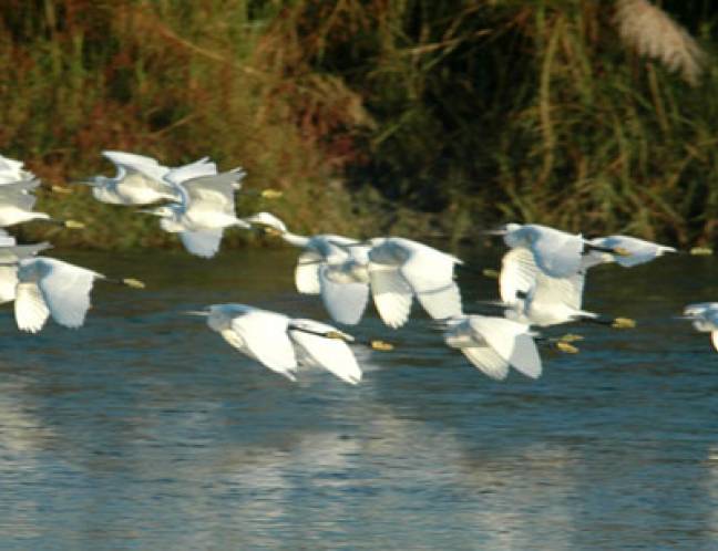 Wildlife Photo Gallery