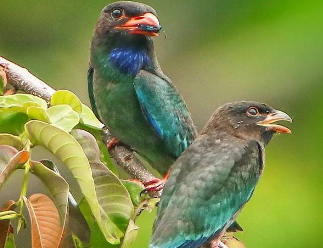 Wildlife Photo Gallery