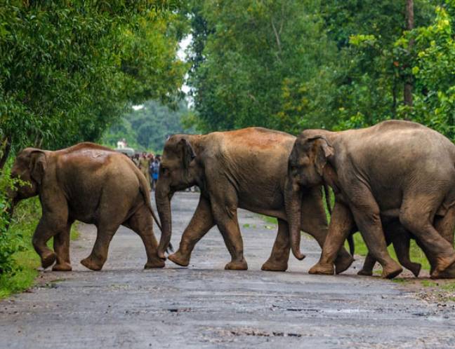 Wildlife Photo Gallery