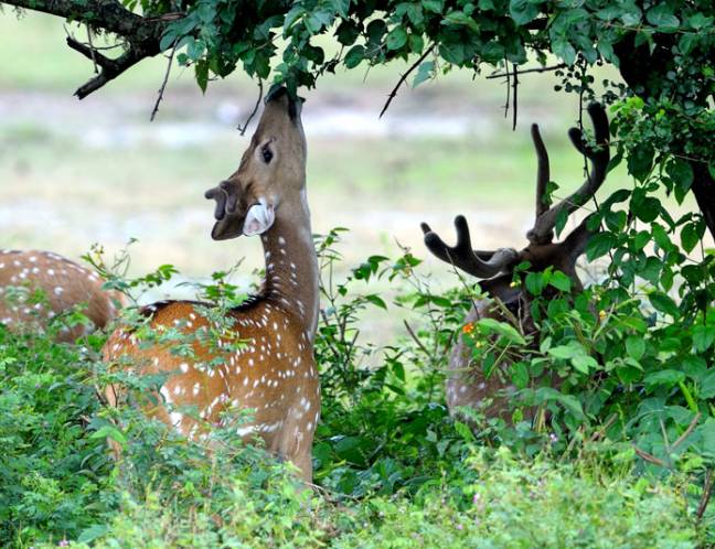 Wildlife Photo Gallery