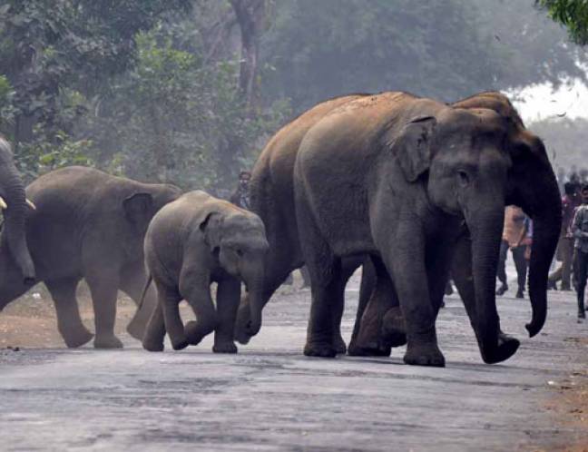 Wildlife Photo Gallery
