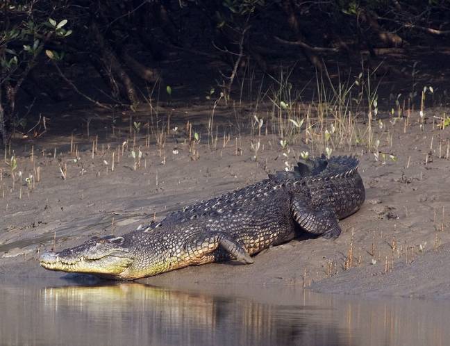 Wildlife Photo Gallery