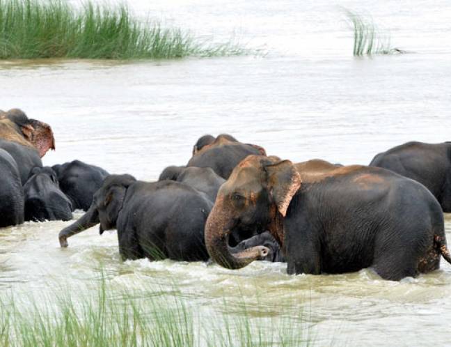 Wildlife Photo Gallery