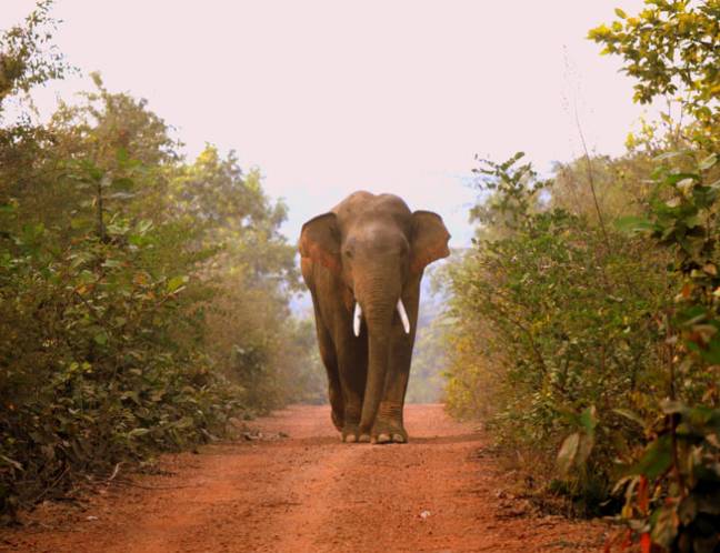Wildlife Photo Gallery