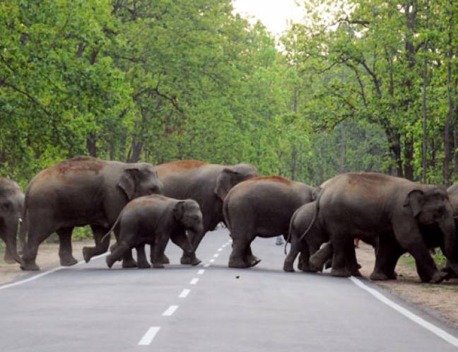 Wildlife Photo Gallery