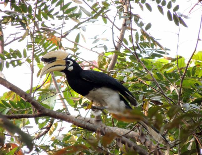 Wildlife Photo Gallery
