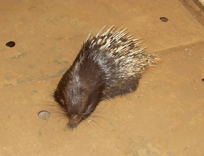 Wildlife Photo Gallery