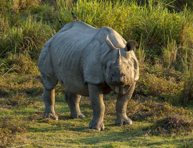 Wildlife Photo Gallery