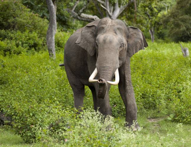 Wildlife Photo Gallery