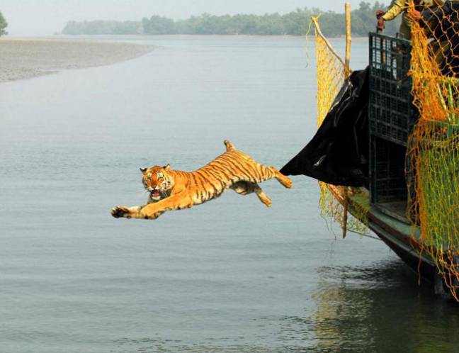 Wildlife Photo Gallery