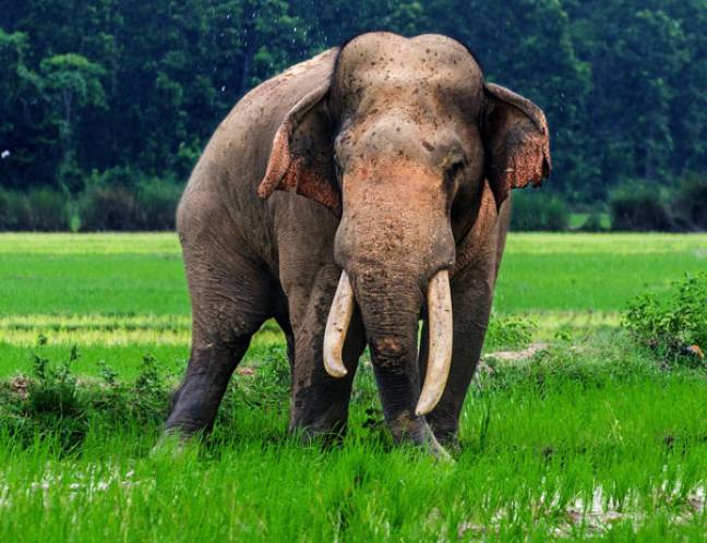 Wildlife Photo Gallery