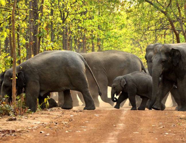 Wildlife Photo Gallery