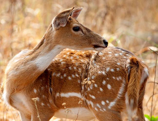 Wildlife Photo Gallery